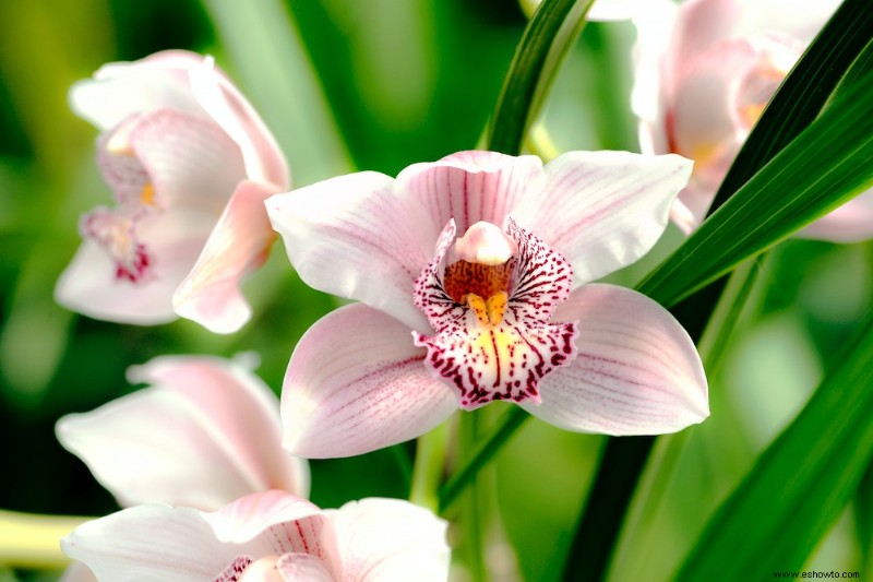 Cómo hacer que una orquídea vuelva a florecer 