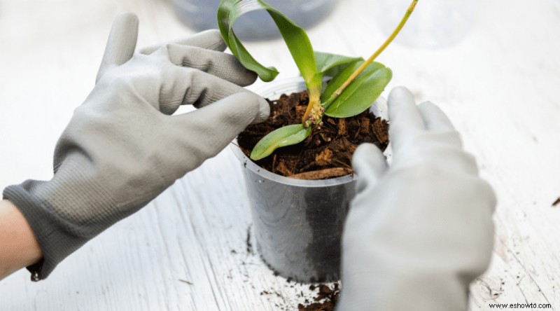 Cómo hacer que una orquídea vuelva a florecer 