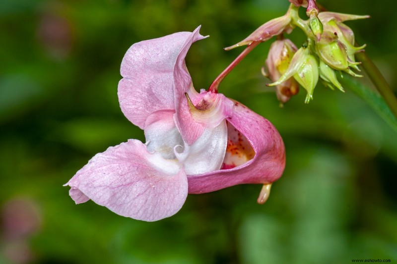 Cómo hacer que una orquídea vuelva a florecer 