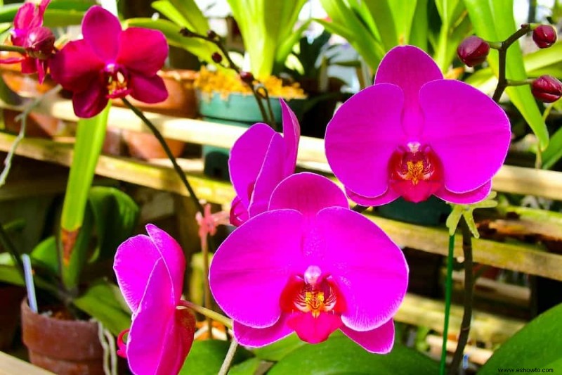 Cómo hacer que una orquídea vuelva a florecer 
