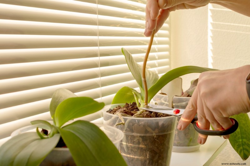 Cómo hacer que una orquídea vuelva a florecer 