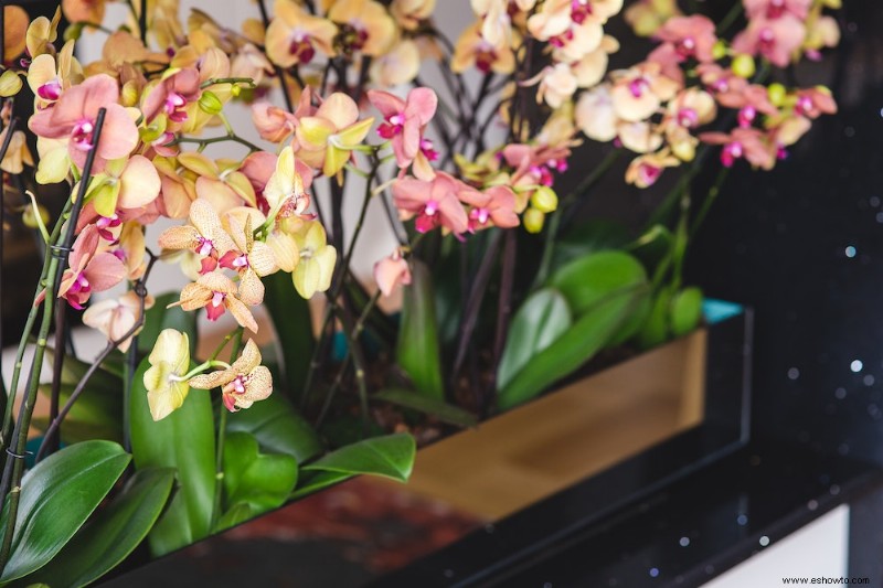 Cómo hacer que una orquídea vuelva a florecer 