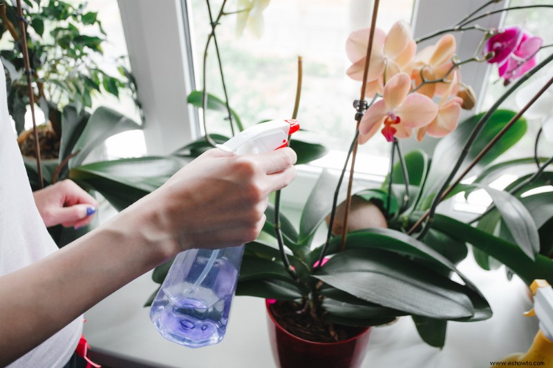 Cómo hacer que una orquídea vuelva a florecer 