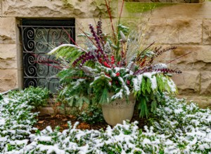 Cuándo llevar tus plantas en maceta al interior: Guía experta para el invierno