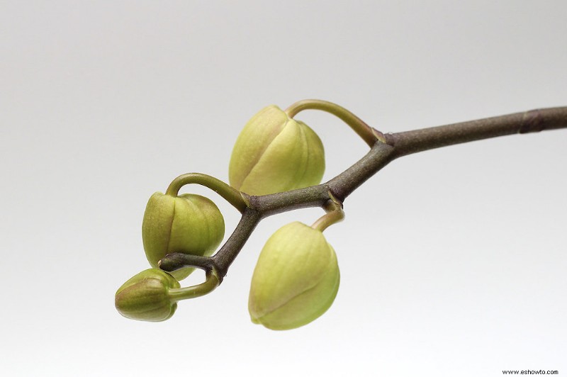 Cómo hacer que una orquídea vuelva a florecer 