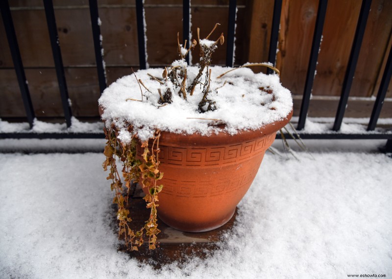 Cuándo traer sus plantas en macetas adentro 