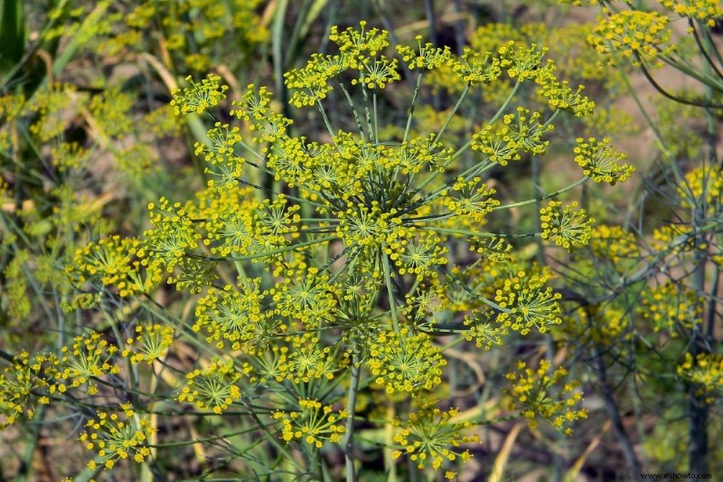 Cómo cultivar eneldo 