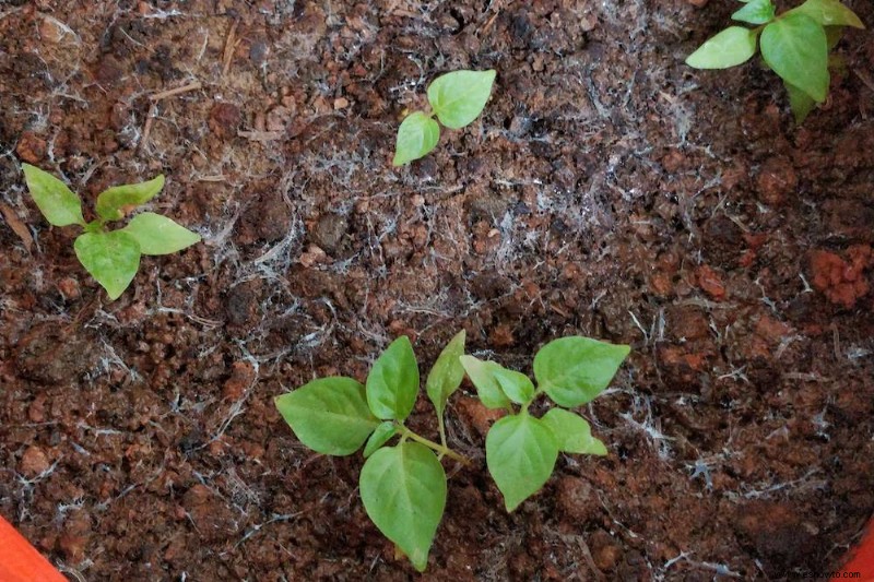 Cómo hacer la transición de sus plantas al interior para el invierno 