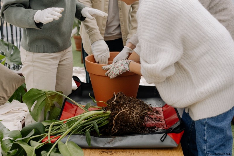 Cómo hacer la transición de sus plantas al interior para el invierno 