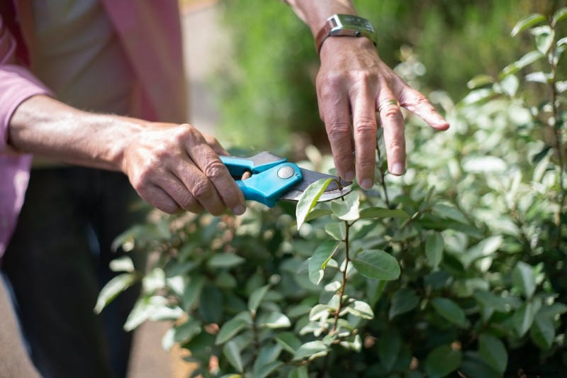 Cómo hacer la transición de sus plantas al interior para el invierno 