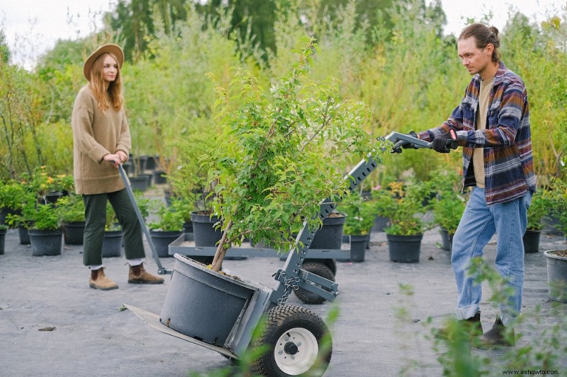 Cómo hacer la transición de sus plantas al interior para el invierno 