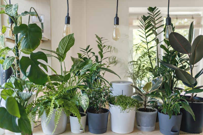 Cómo hacer la transición de sus plantas al interior para el invierno 