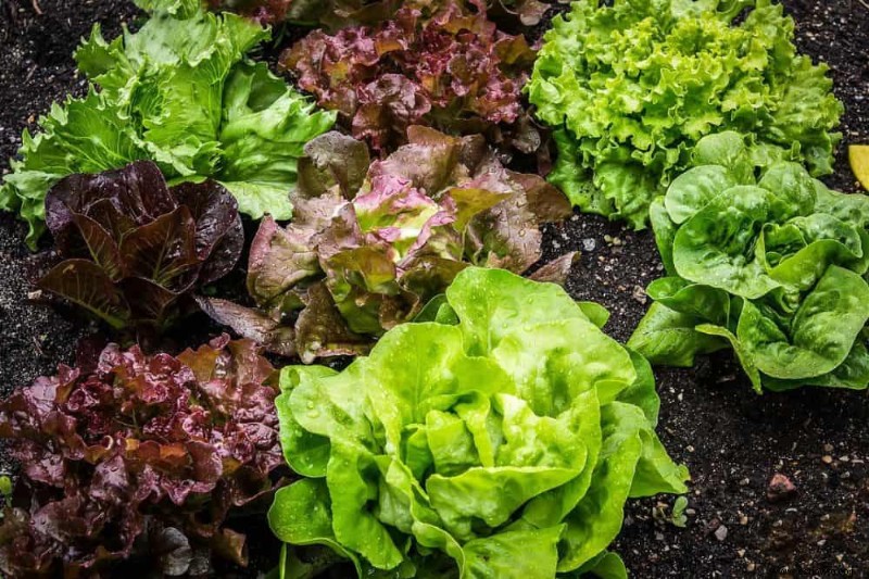 4 verduras para plantar en octubre 