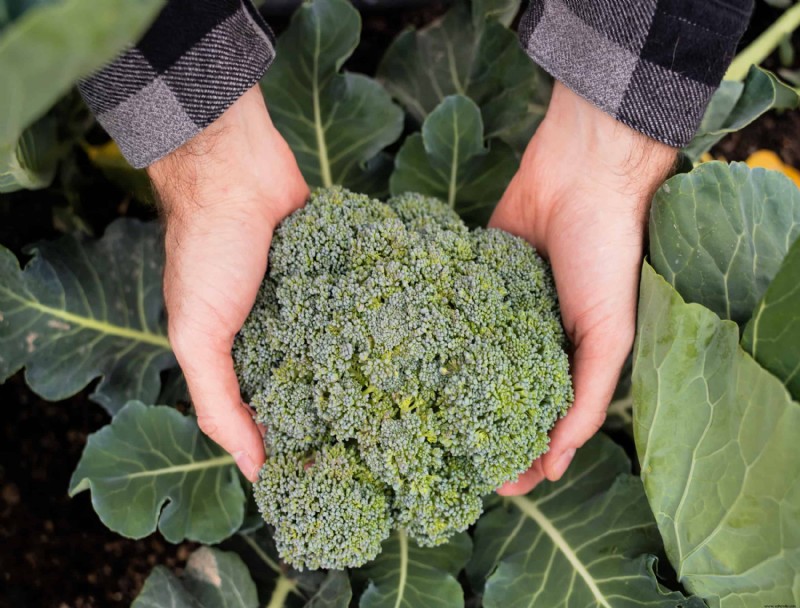 4 verduras para plantar en octubre 