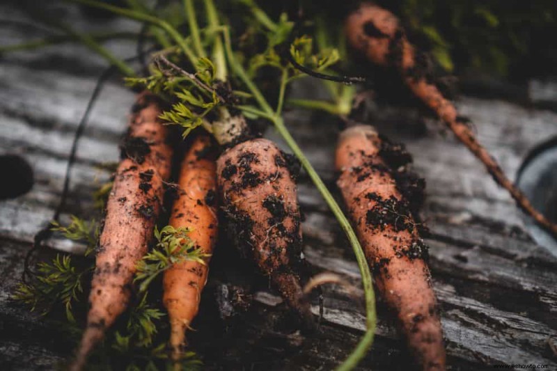 4 verduras para plantar en octubre 