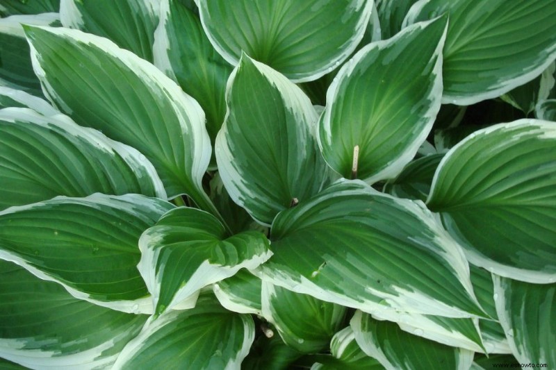 ¿Debería Reducir las Hostas en el Otoño? 