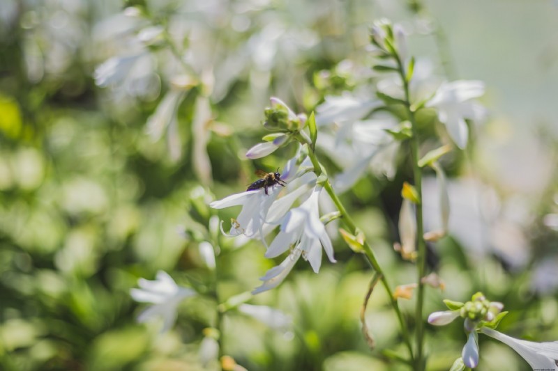 ¿Debería Reducir las Hostas en el Otoño? 