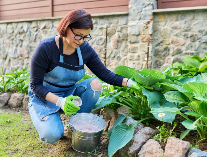 ¿Debería Reducir las Hostas en el Otoño? 