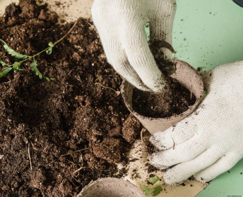 Cómo cultivar calabacines en macetas 