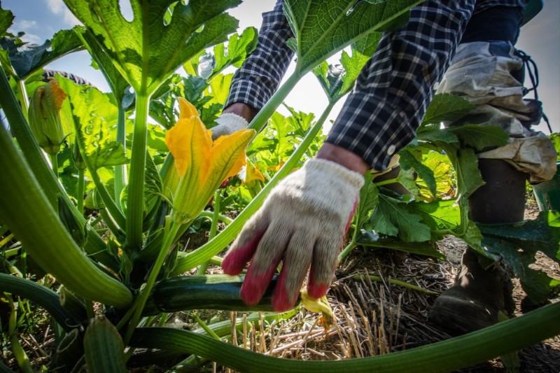 Cómo cultivar calabacines en macetas 