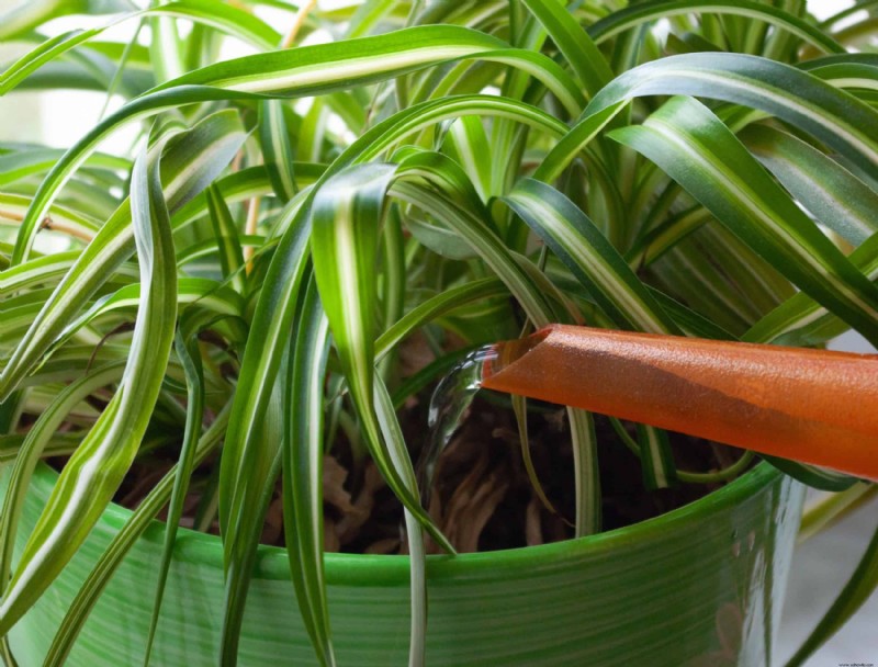 Las plantas de interior tropicales más comunes