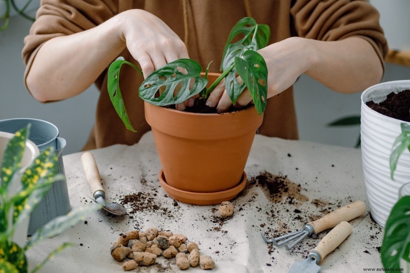 Cuándo trasplantar su planta Monstera