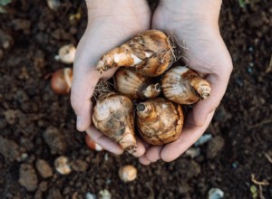 Guía completa para almacenar bulbos en invierno: bulbos resistentes y tiernos