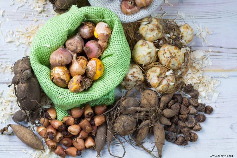 Cómo almacenar las bombillas para el invierno