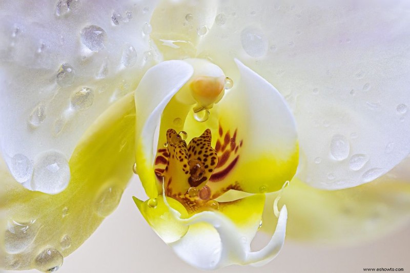 La forma correcta de regar las orquídeas para que florezcan saludables
