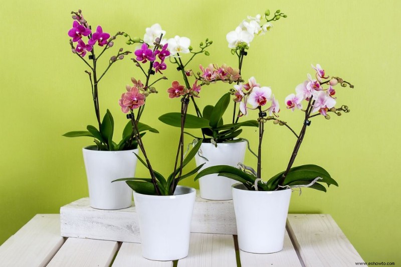 La forma correcta de regar las orquídeas para que florezcan saludables