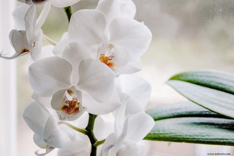 La forma correcta de regar las orquídeas para que florezcan saludables