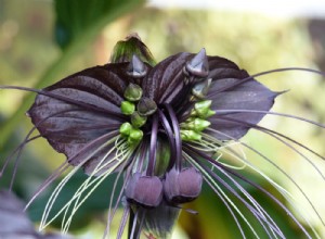 5 plantas de interior espeluznantes para agregar a tu decoración de Halloween