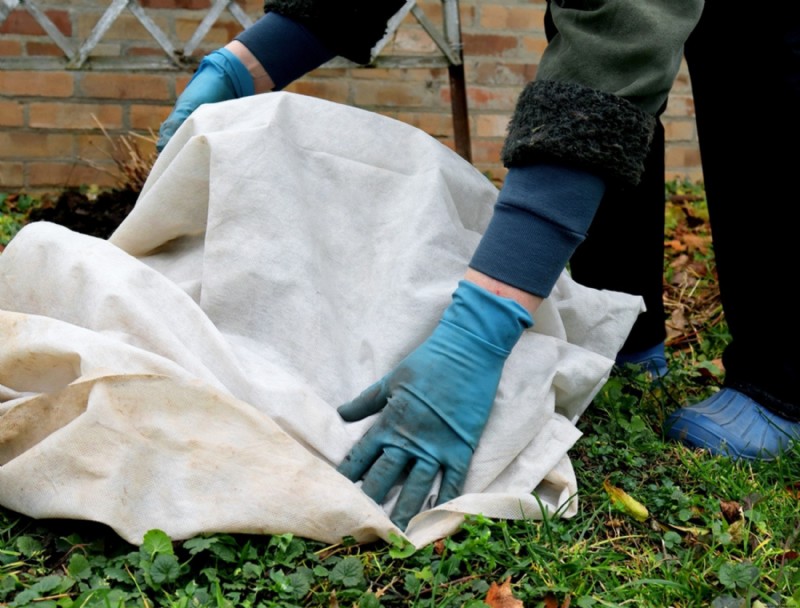 Cómo evitar que las hortensias sufran lesiones por frío