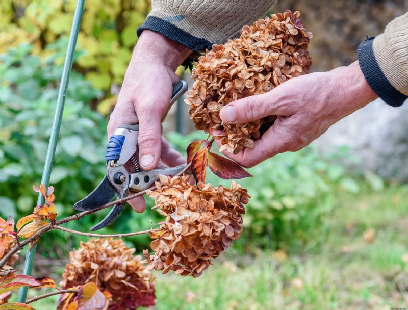 Cómo evitar que las hortensias sufran lesiones por frío