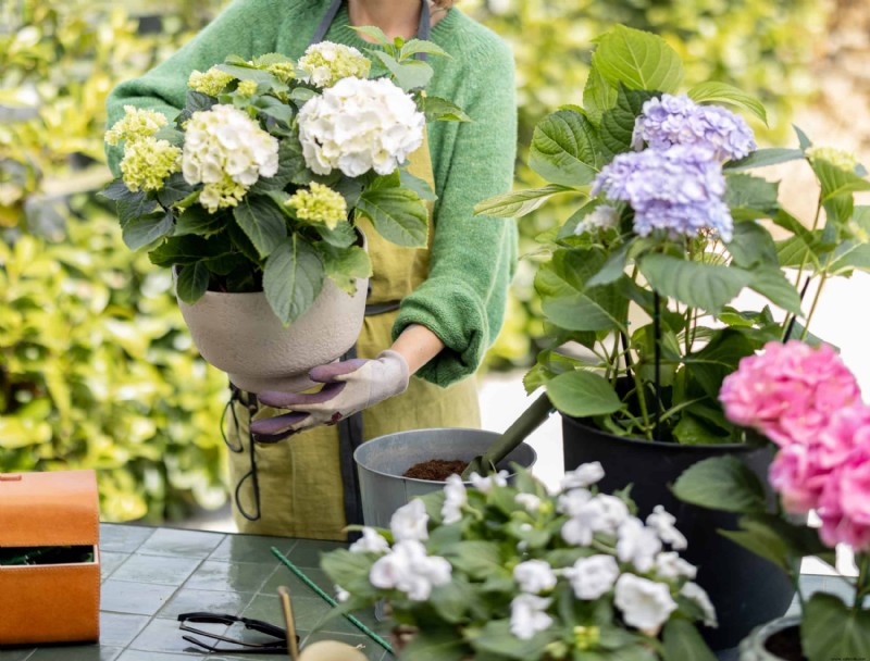 Cómo evitar que las hortensias sufran lesiones por frío