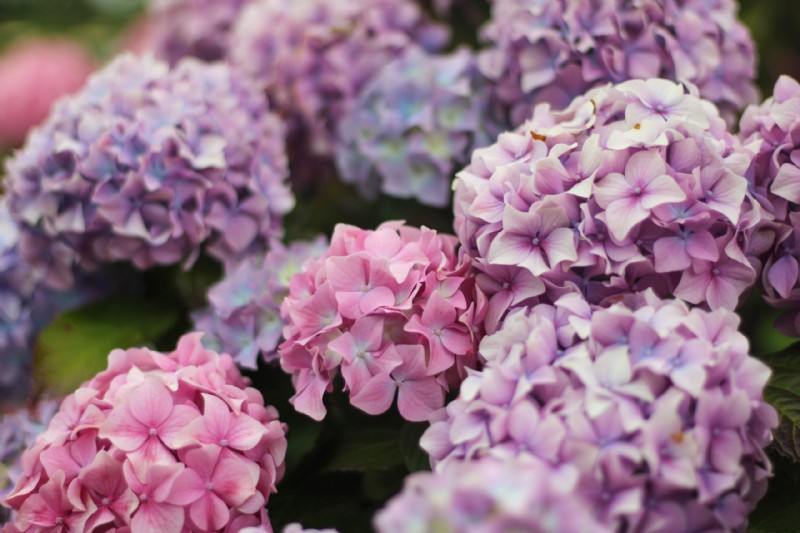 Cómo cambiar el color de tus hortensias