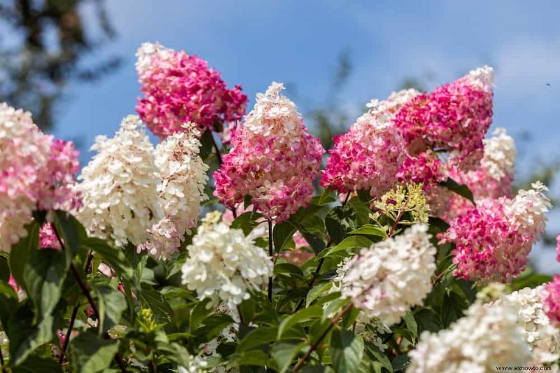 Cómo cambiar el color de tus hortensias