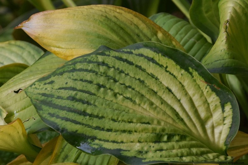 Cómo cuidar hostas en otoño