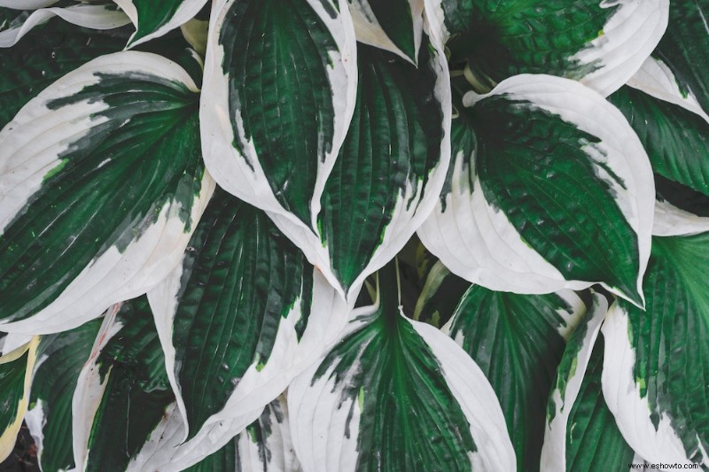 Cómo cuidar hostas en otoño