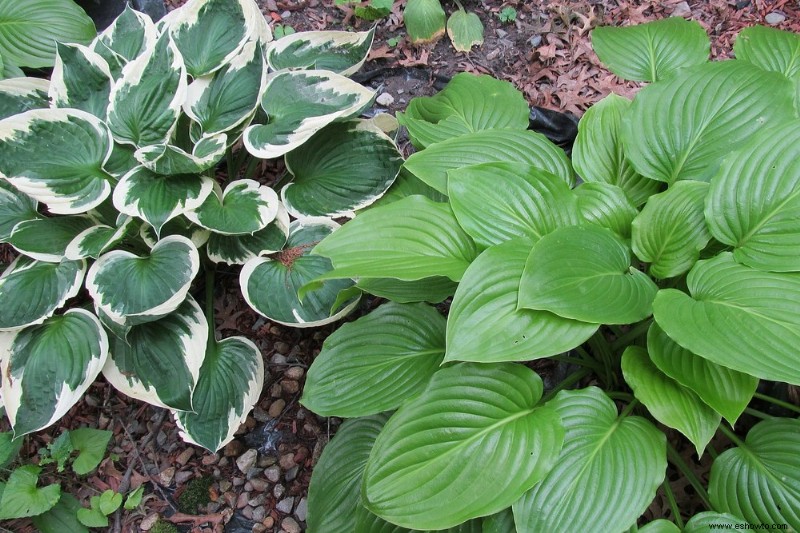 Cómo cuidar hostas en otoño