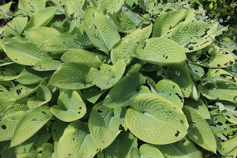 Cómo cuidar hostas en otoño