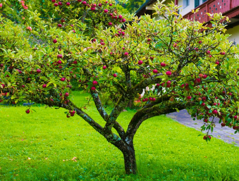 Cómo proteger los árboles frutales de las heladas