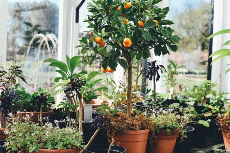 Cómo proteger los árboles frutales de las heladas