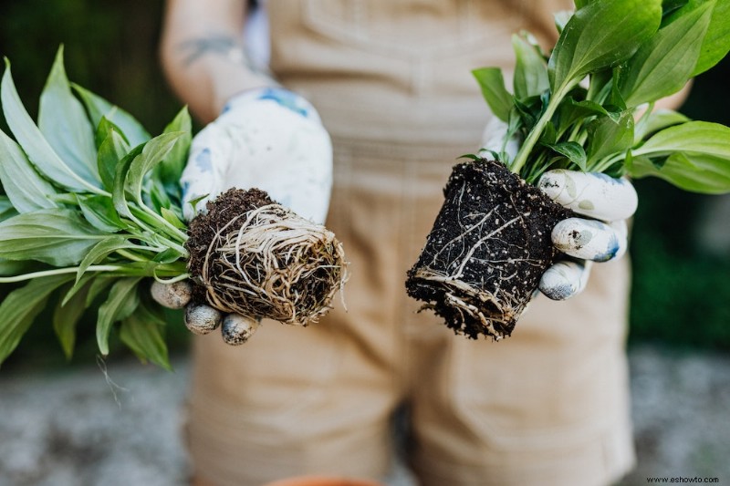 9 Problemas del lirio de la paz y cómo solucionarlos