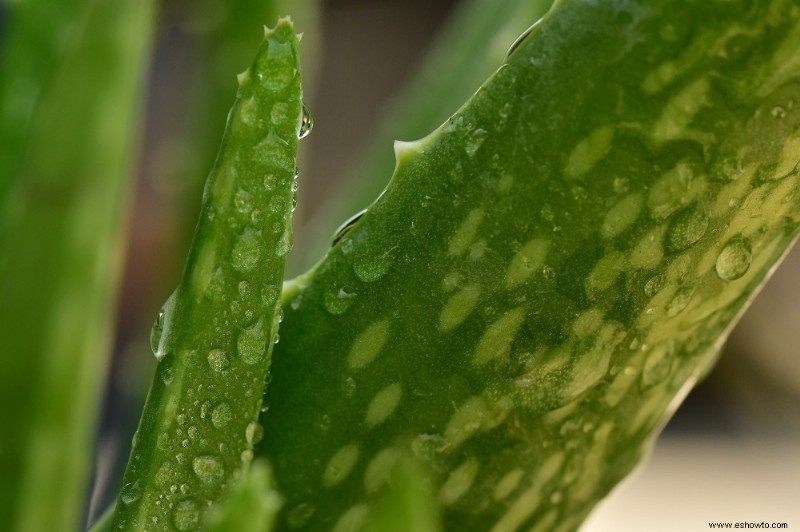 Con qué frecuencia debe regar una planta de aloe