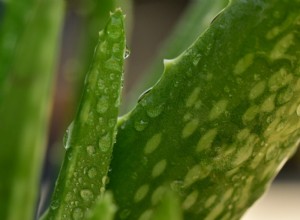 ¿Con qué frecuencia regar una planta de aloe vera? Guía experta