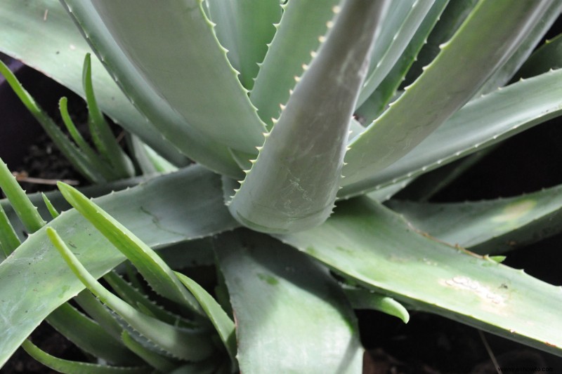 Con qué frecuencia debe regar una planta de aloe