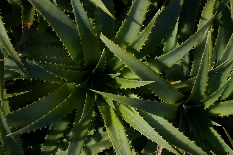 Con qué frecuencia debe regar una planta de aloe