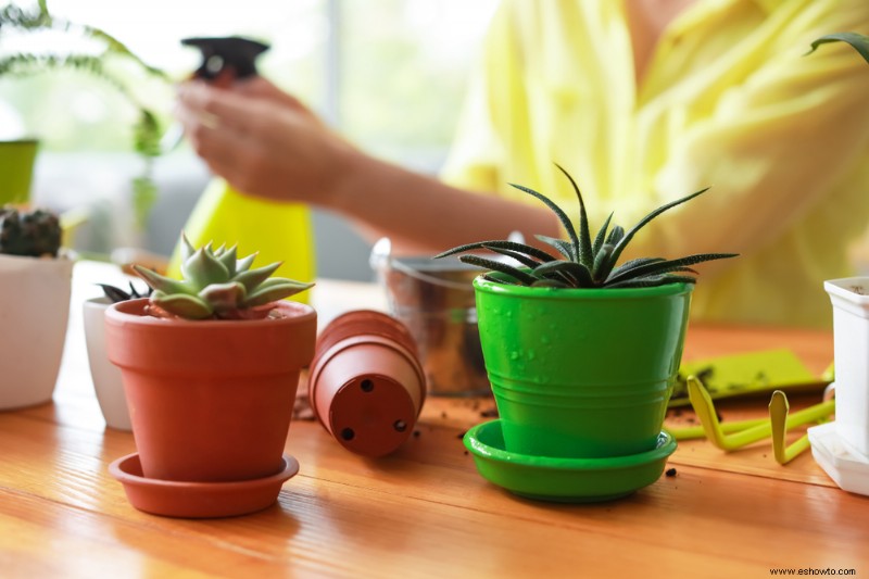 Con qué frecuencia debe regar una planta de aloe