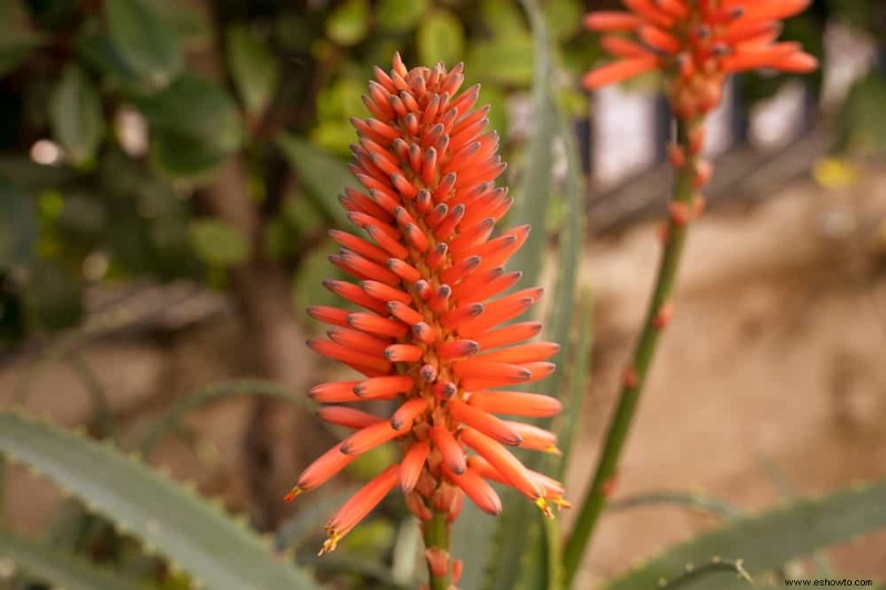 Con qué frecuencia debe regar una planta de aloe